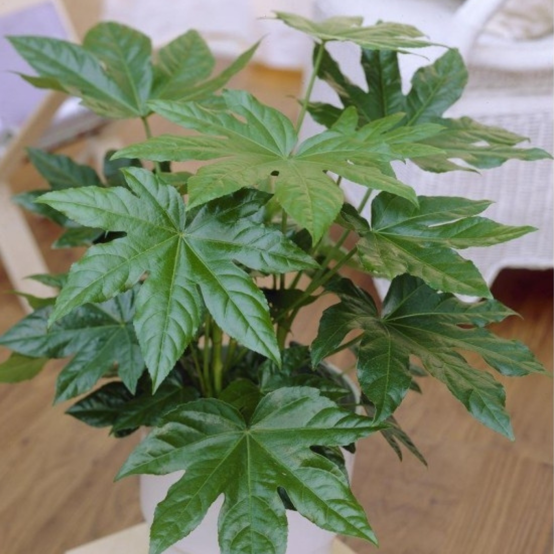 Fatsia Plants