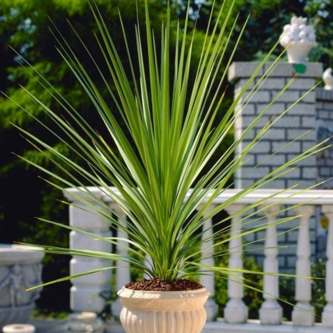 Cordyline - Torbay Palms