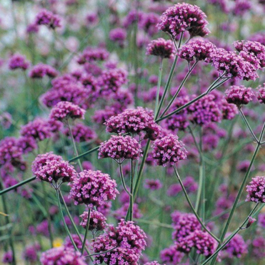 Verbena plants