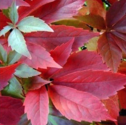 Virginia Creeper Plants - Parthenocissus