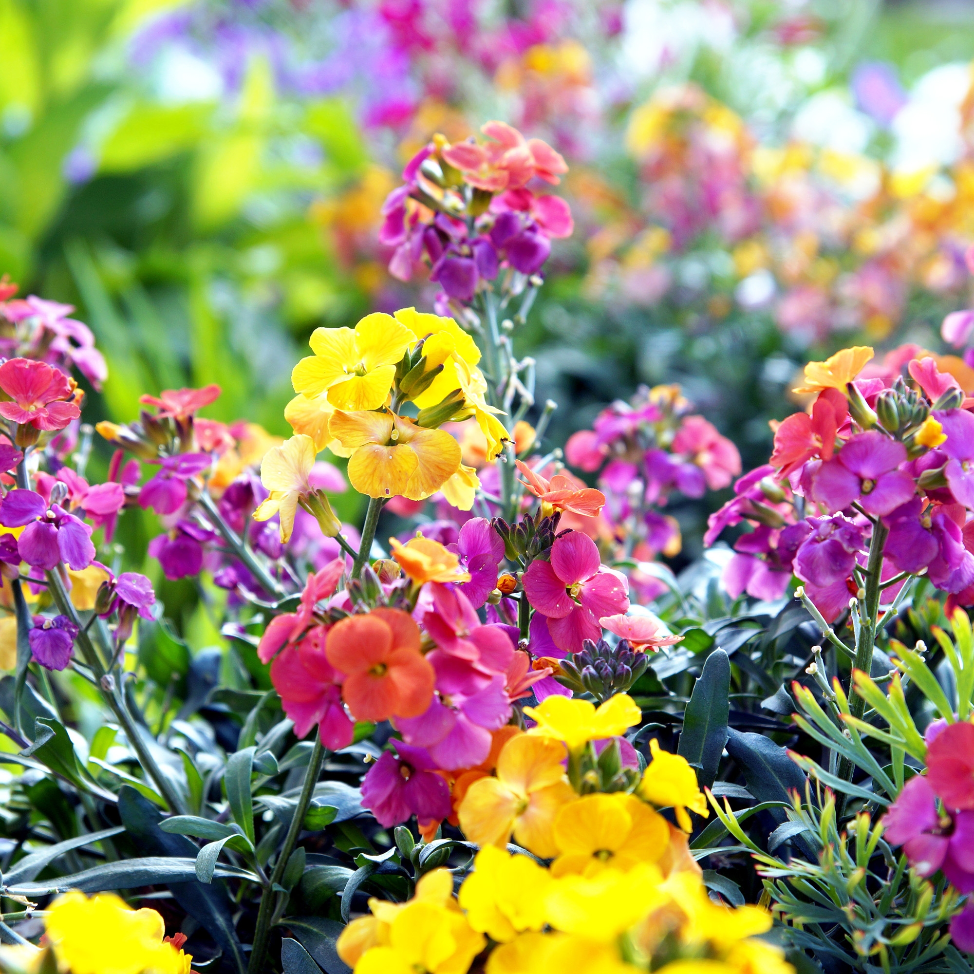 Wallflower Plants