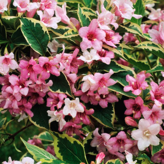 Weigela