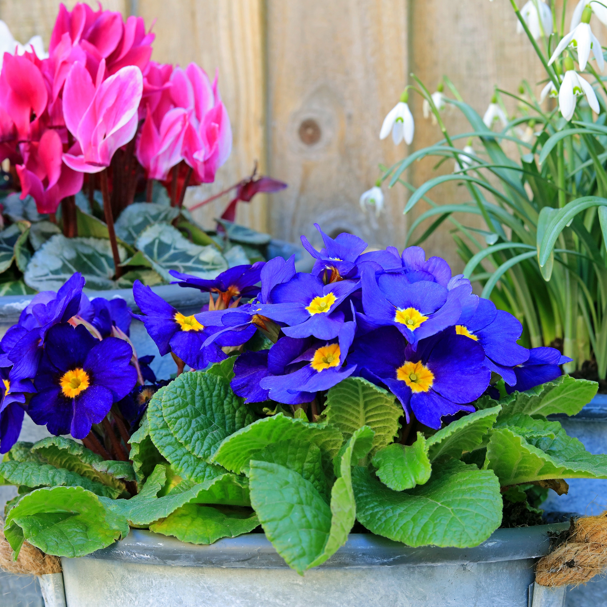 Autumn & Winter Bedding Plants