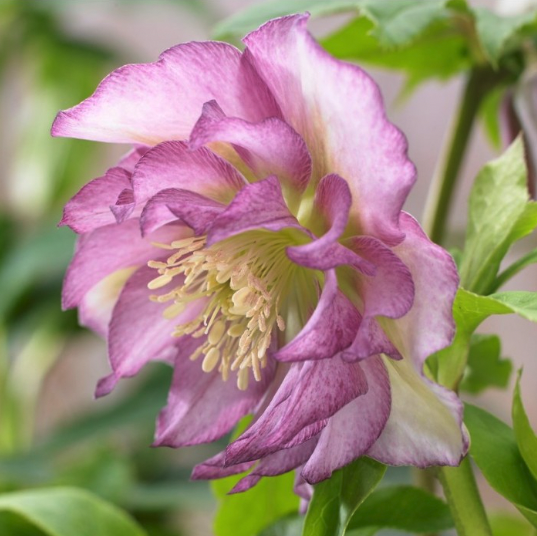 Winter flowering perennials