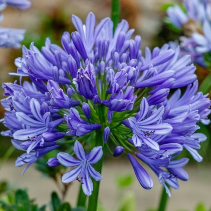 Agapanthus Plants - Nile or African Lily