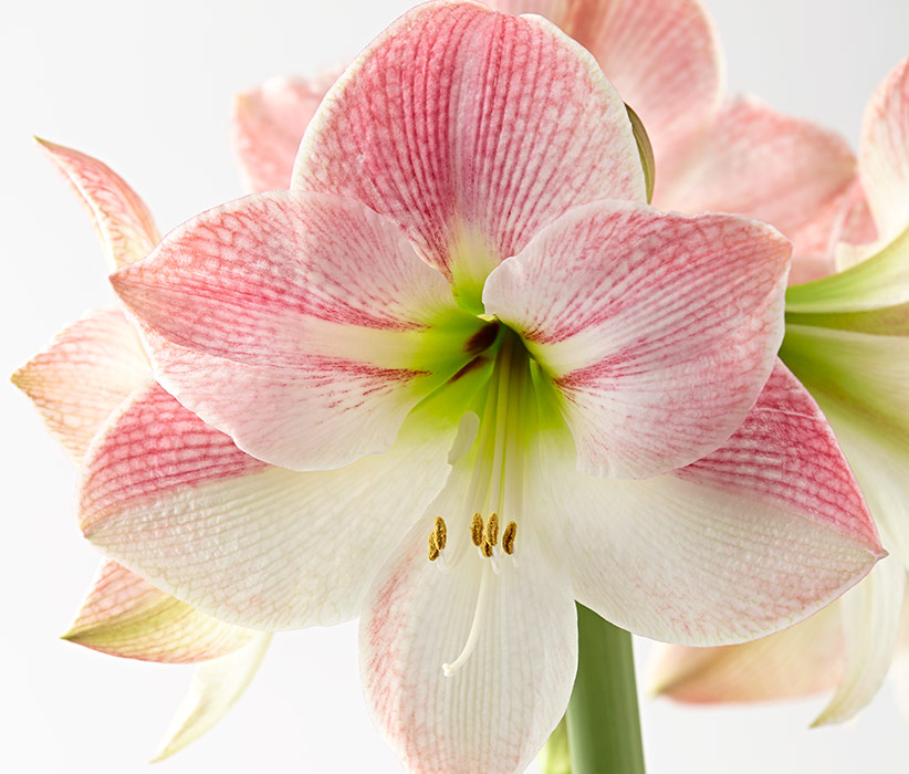 Amaryllis