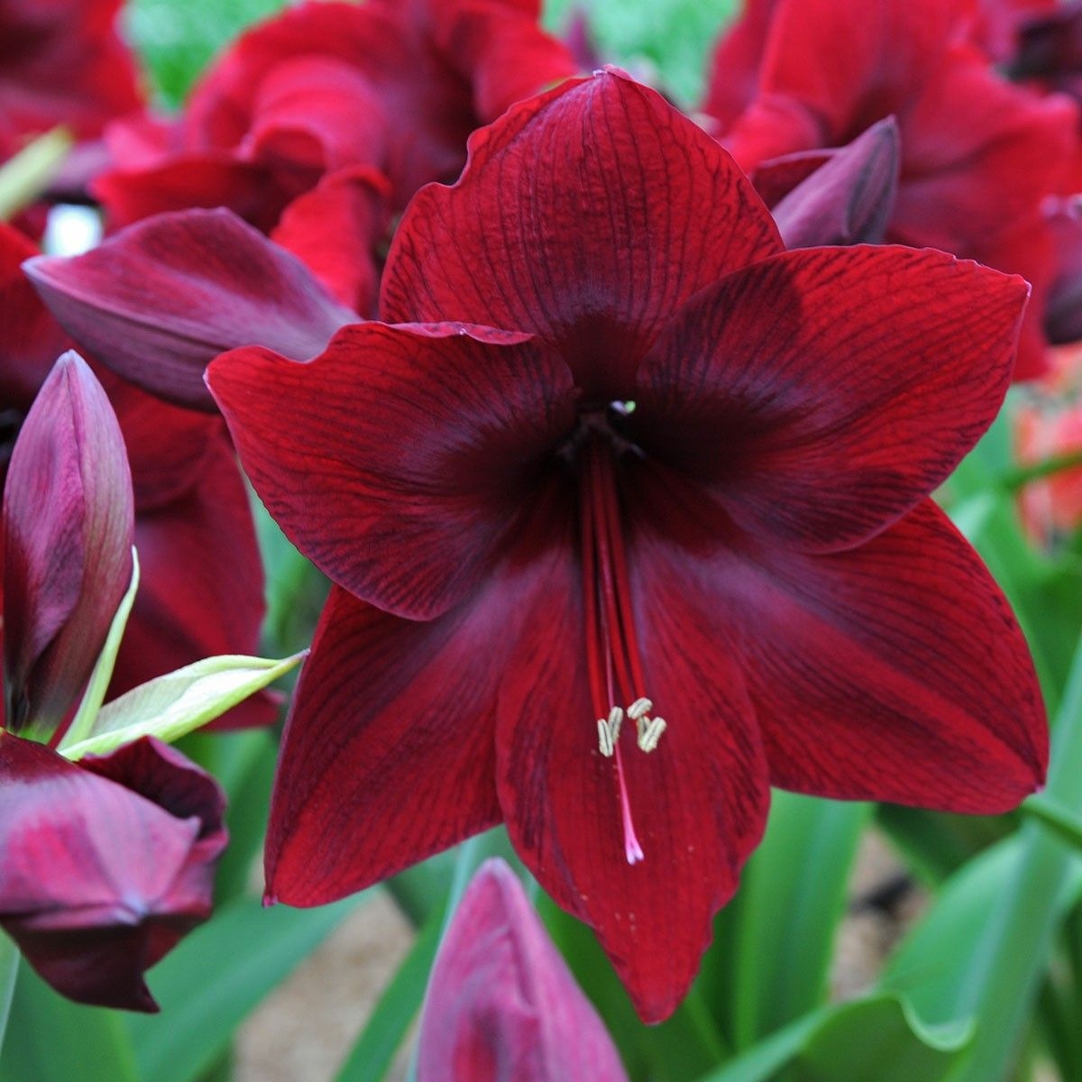 Amaryllis - Hippeastrum Bulbs