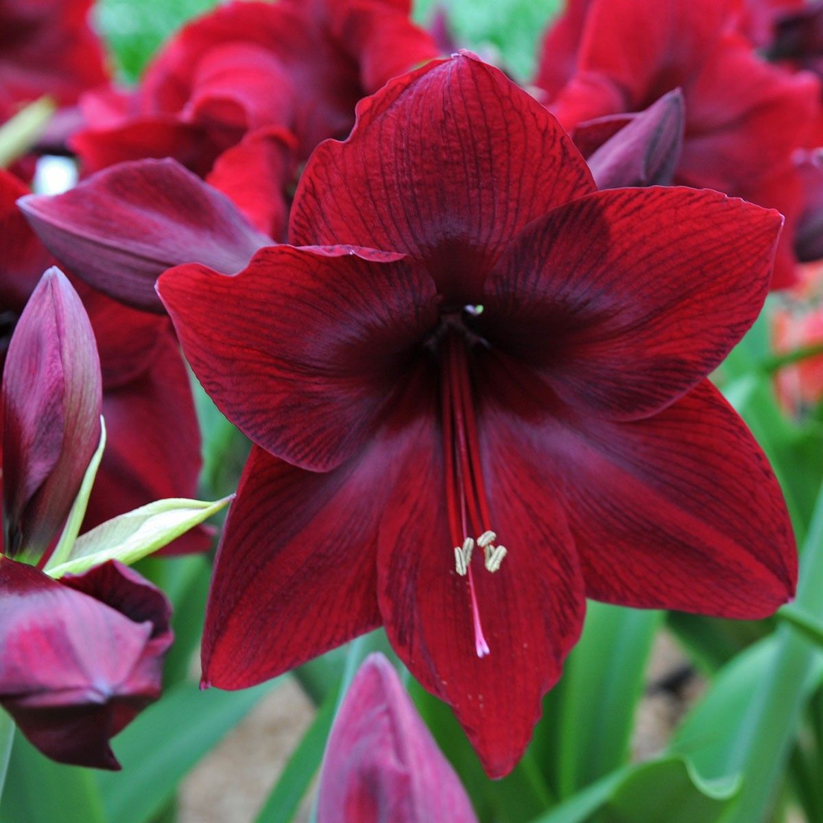 Christmas Amaryllis