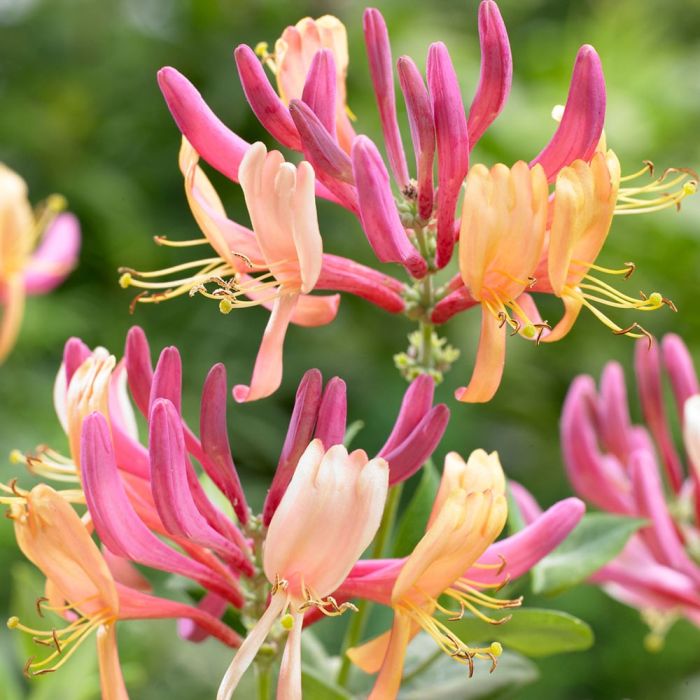 Honeysuckle Plants - Lonicera