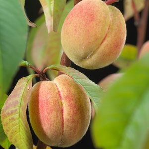 Apricot, Peaches & Necterines
