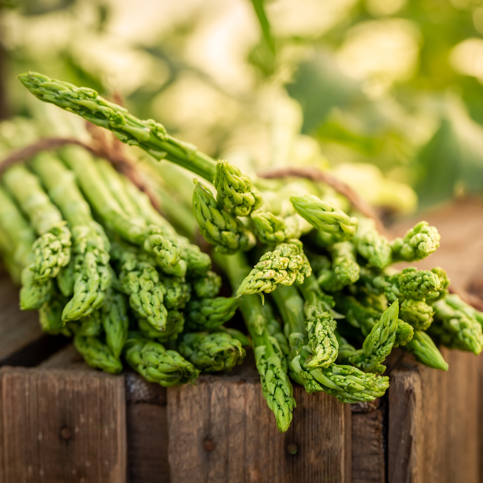 Asparagus plants