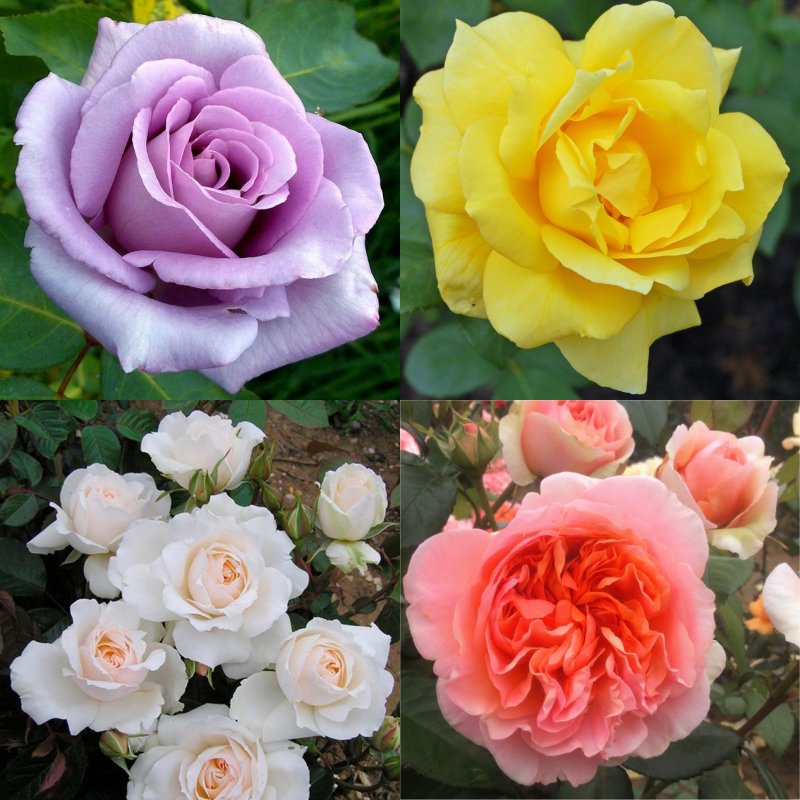 Winter Sale - Roses