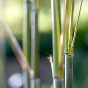 Bamboos and Bamboo Plants