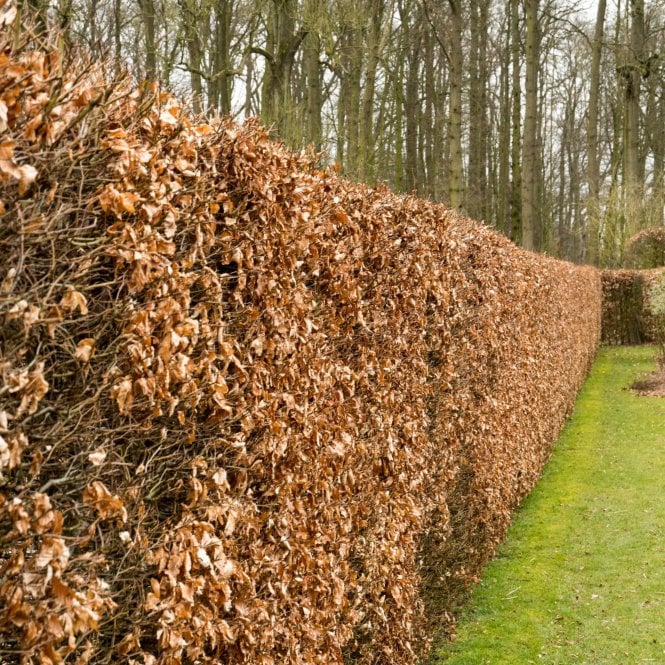 Bare Root Hedging