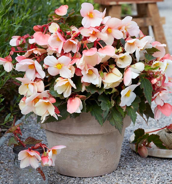 Begonias