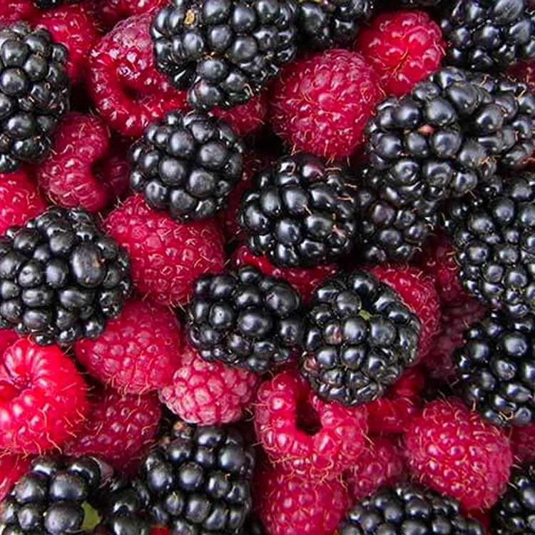 Blackberry and Raspberry Plants, Tayberry, Loganberry and more