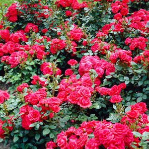 Bush and Shrub Roses