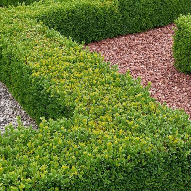 Box wood - Buxus Hedging