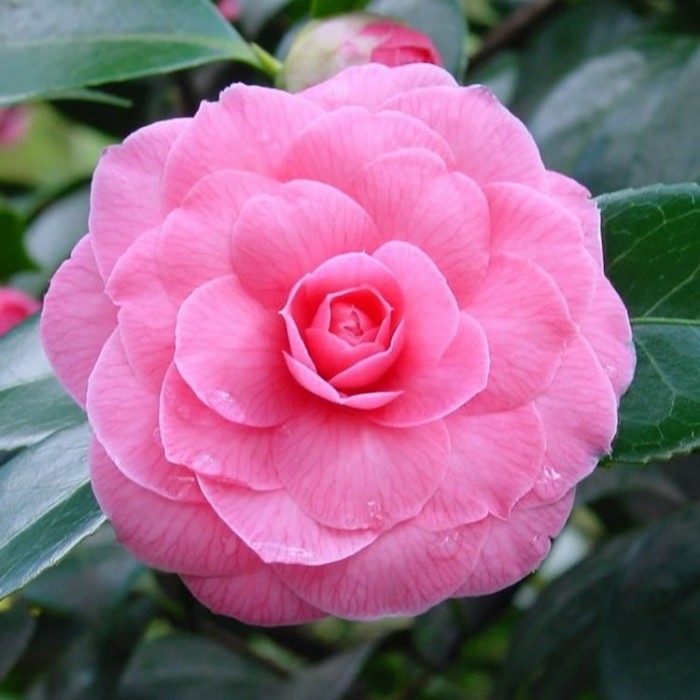 Camellias