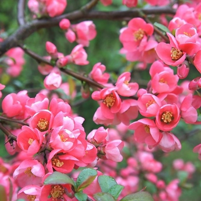Chaenomeles -  Quince