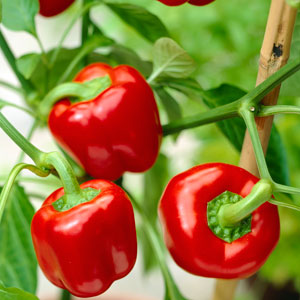 Chilli & Pepper plants