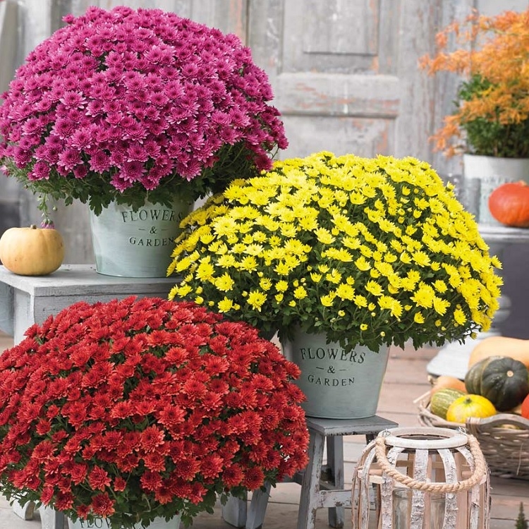 Chrysanthemum Plants