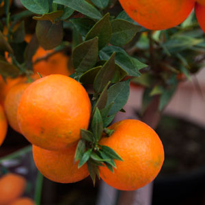 Citrus Fruit Trees