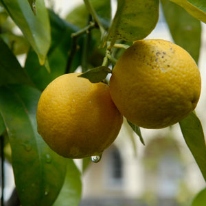 Citrus Fruit Trees