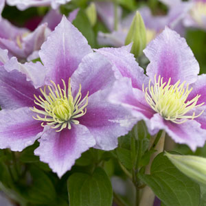 Climbing Roses