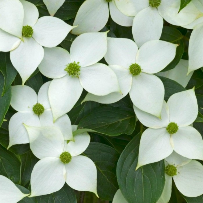 White Flowering Shrubs