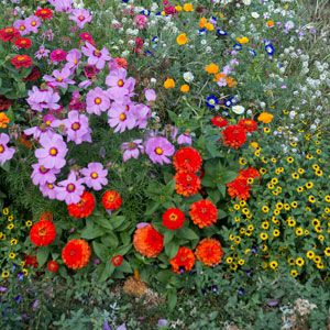 Cottage Garden Plants