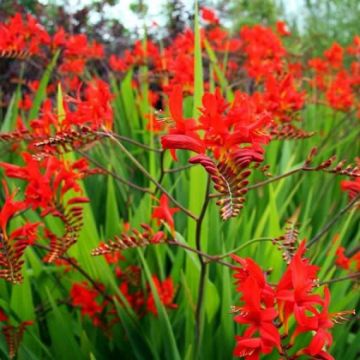 Crocosmia plants