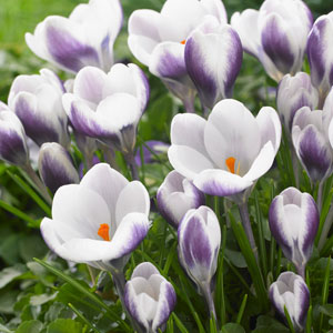 Crocus Bulbs