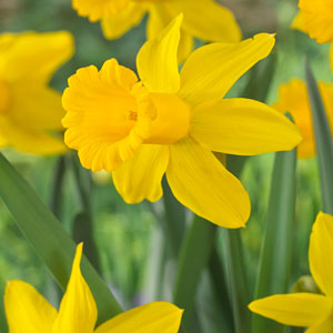 Daffodil & Narcissi Bulbs