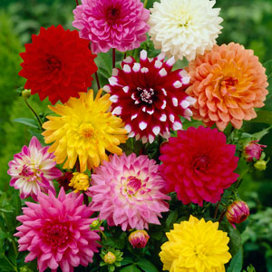 Dahlia Plants and Tubers