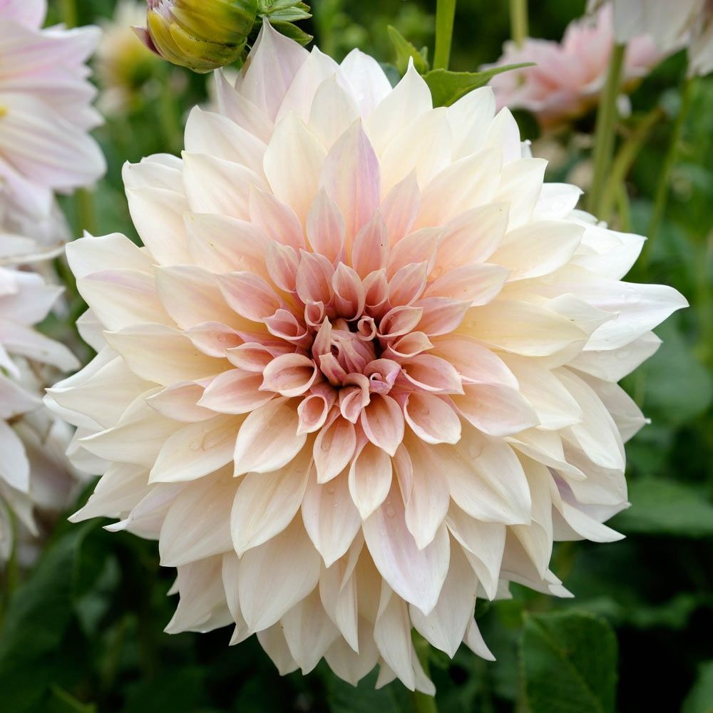 Cutting Garden Flowers