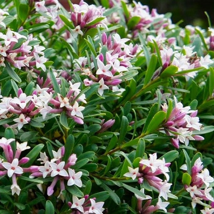 Daphne Plants