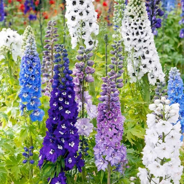 Delphiniums