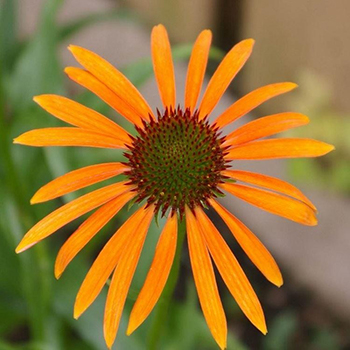 Prairie Style Plants