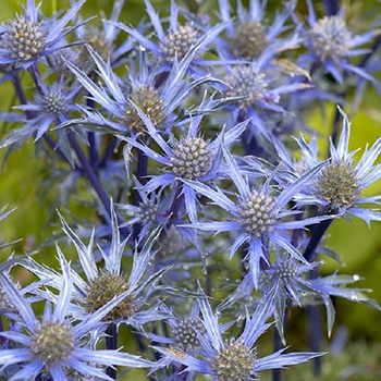 Seaside Garden Plants