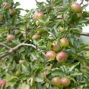 Family & Duo Fruit Trees