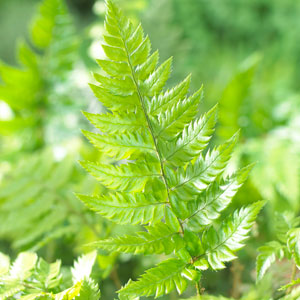 Ferns – Hardy Garden Fern Plants