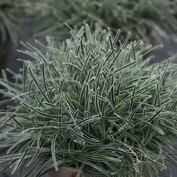 Ficinia Grass