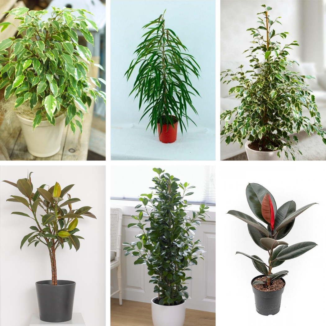 Ficus Houseplants & Rubber Plants - Fig Tree