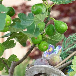 Figs, Olives Pomegranate & Mediterranean Fruit