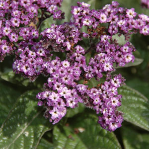 Flowering Shrubs