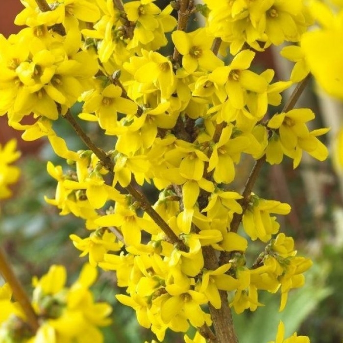 Forsythia Plants