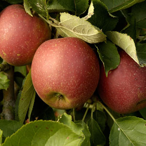 Fruit Trees