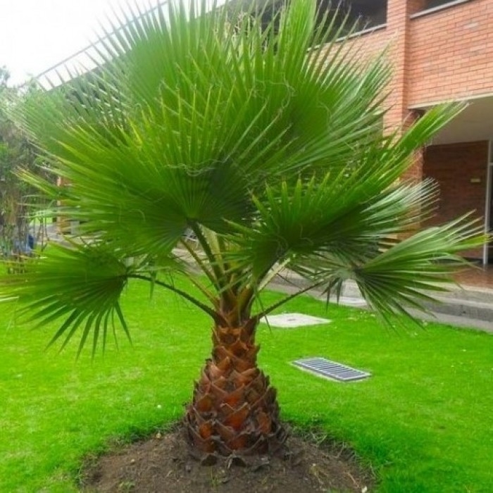 Palms & Palm Trees for Patio and Garden