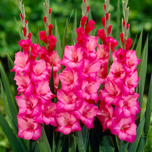 Gladiolus & Gladioli corms